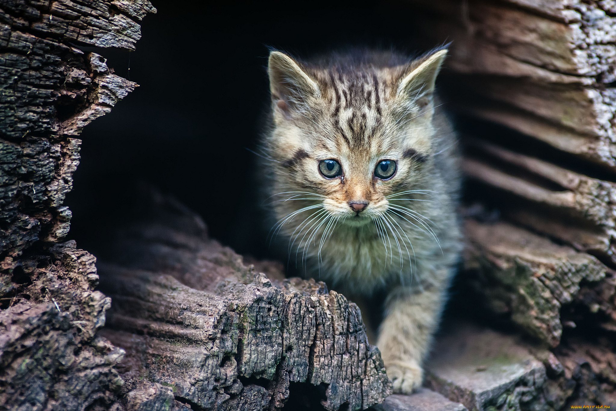 Обои Животные Дикие кошки, обои для рабочего стола, фотографии животные,  дикие, кошки, дикий, котенок Обои для рабочего стола, скачать обои картинки  заставки на рабочий стол.